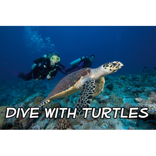 Openwater Diver Course 